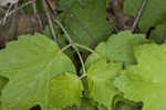 Mapleleaf viburnum